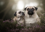 开云体育官网-当南美铁骑遭遇神话防线，萨拉赫式统治力如何跨越时空上演？