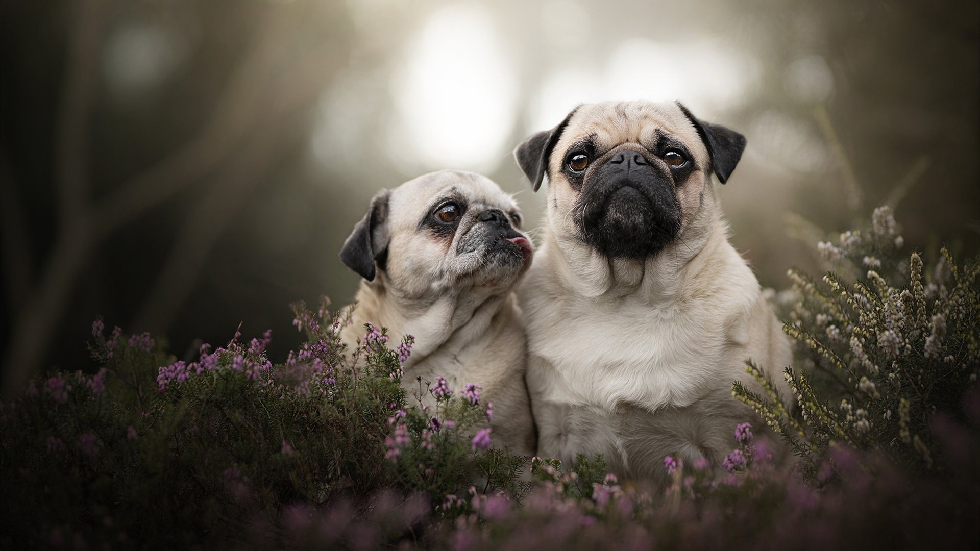 当南美铁骑遭遇神话防线，萨拉赫式统治力如何跨越时空上演？